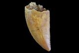 Serrated, Raptor Tooth - Morocco #74424-1